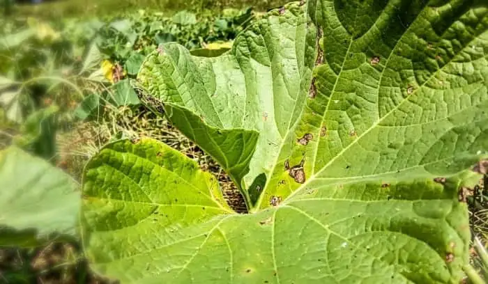 Cucumber leaf blight