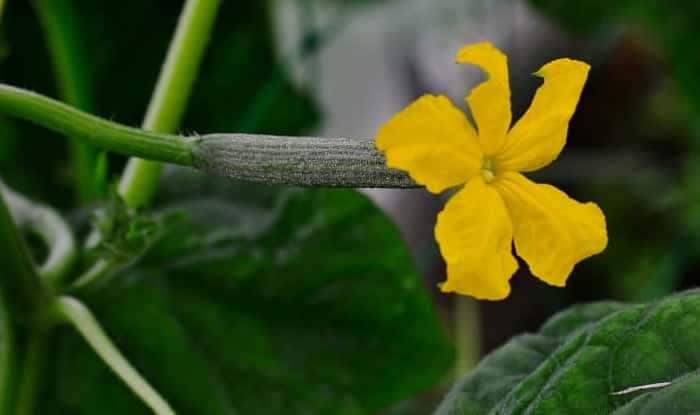 How to tell if cucumber is pollinated