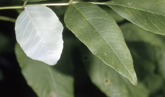 Sunscald on leaf