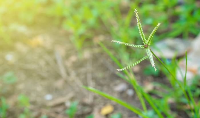 Goosegrass in garden