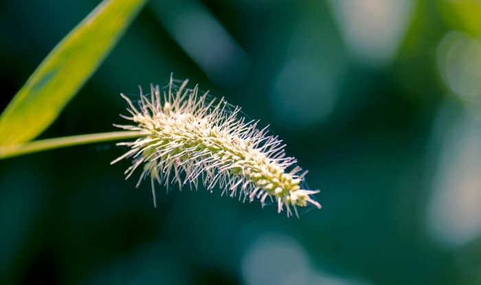 Green Foxtail