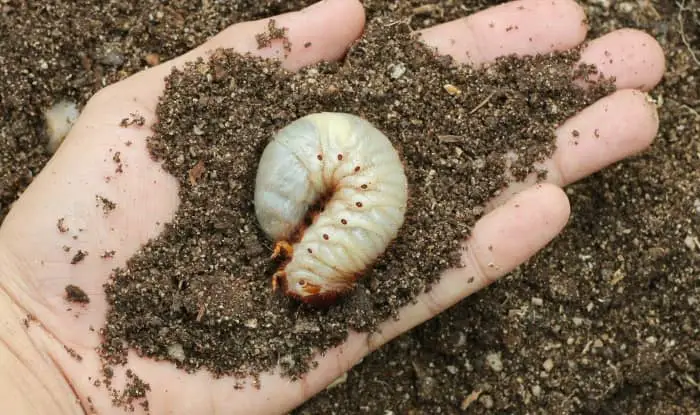 grub in soil being held