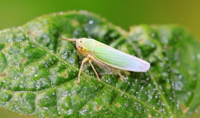 leafhopper