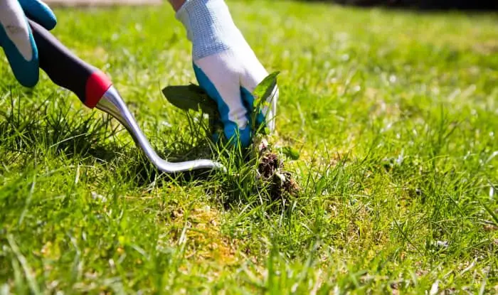 Manual weed control