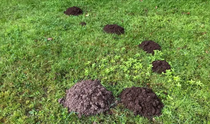 fresh molehills on the grass