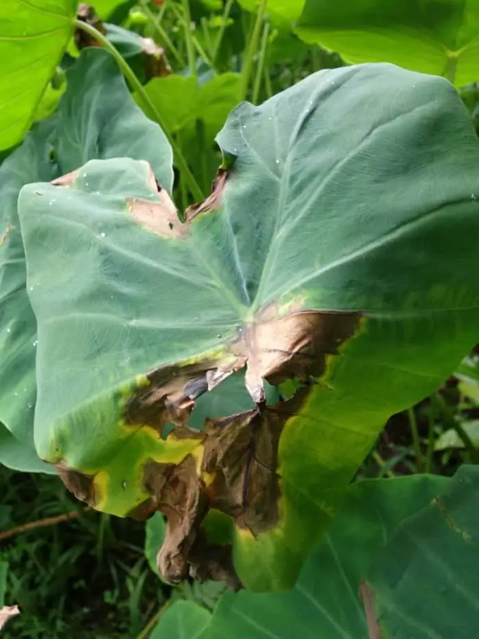Phytophthora leaf blight
