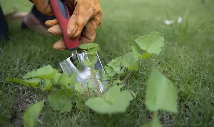 How To Get Rid Of A Lawn Full Of Weeds