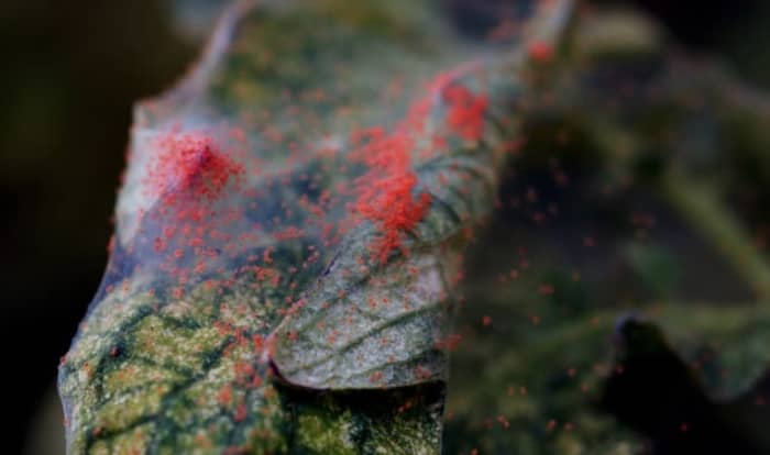 Red spider mites