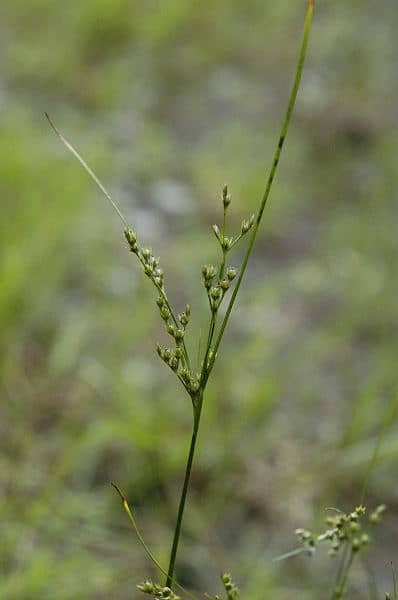 Slender rush