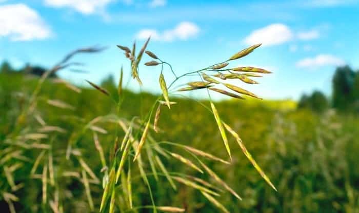 Smooth Brome Grass