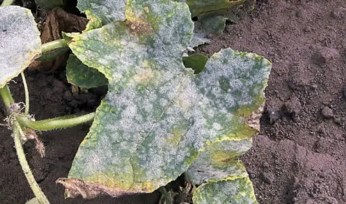 powdery mildew on cucumber leaves