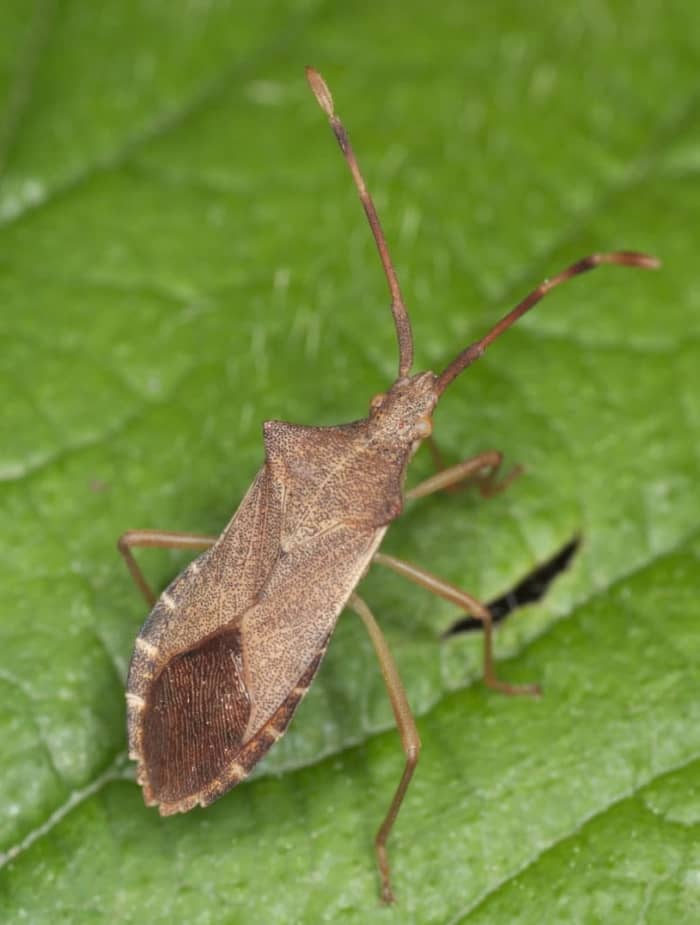 squash bug