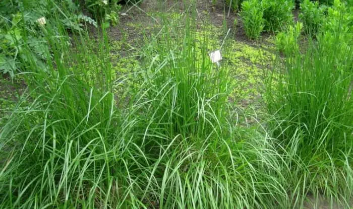 Tall Fescue