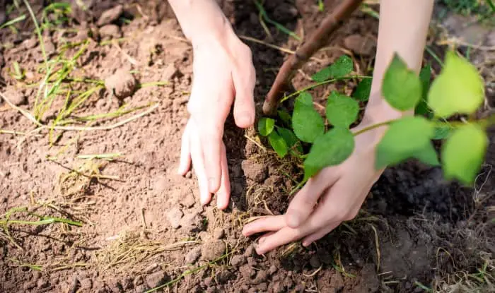 Weed tree sapling