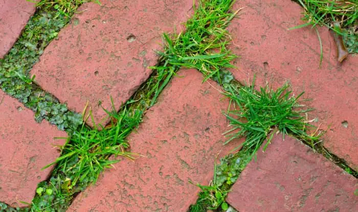 weeds between pavers