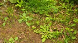 How To Kill Weeds Permanently: Effective Weed Control