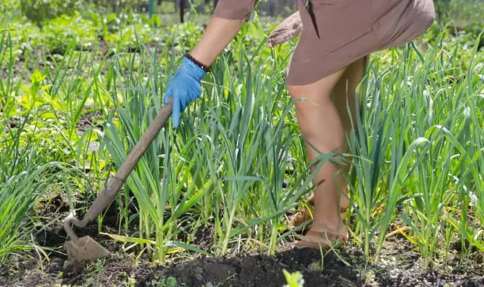 woman hoeing weeds