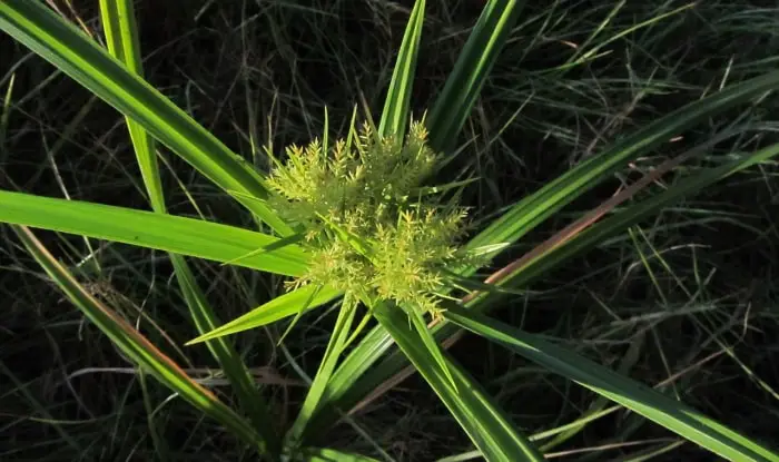How To Get Rid Of Nutsedge