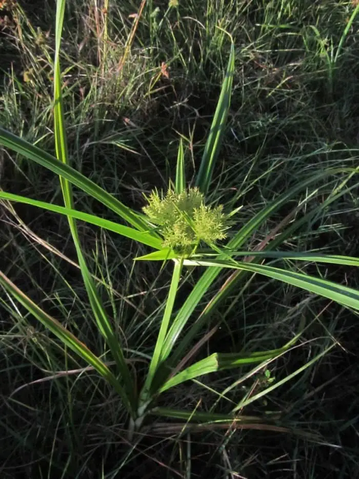 How To Get Rid Of Nutsedge (Nut Grass)