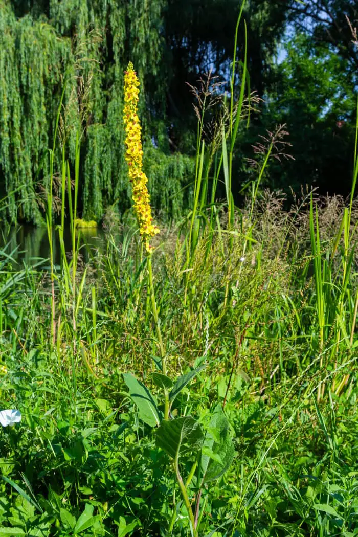 Black mullein plant