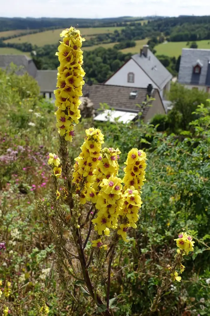 Black mullein