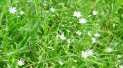 13 Lawn Weeds With Little White Flowers