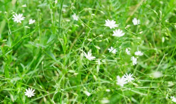 Lawn Weeds With Little White Flowers