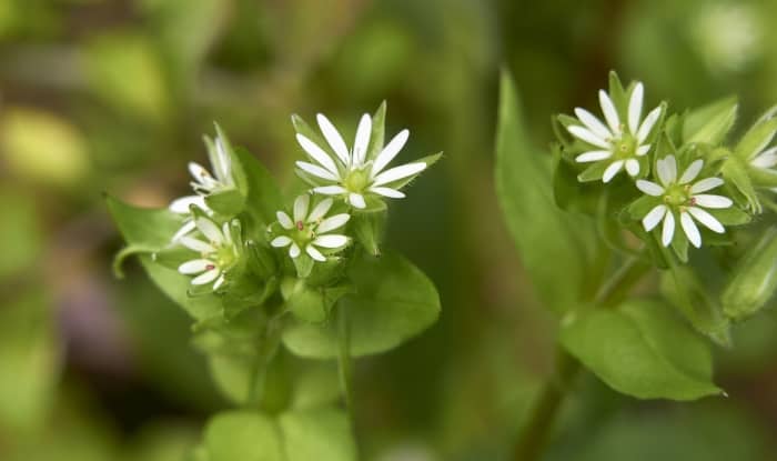 Chickweed flowers