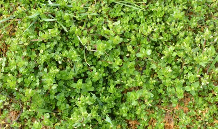 Chickweed plant