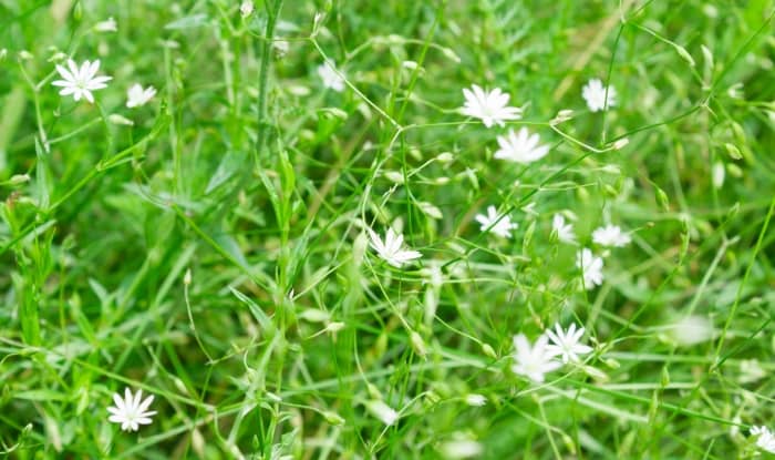 Chickweed