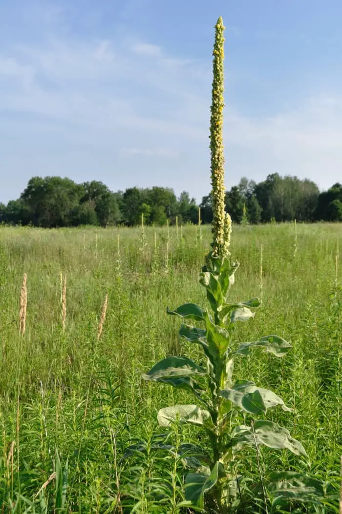 Common Mullein