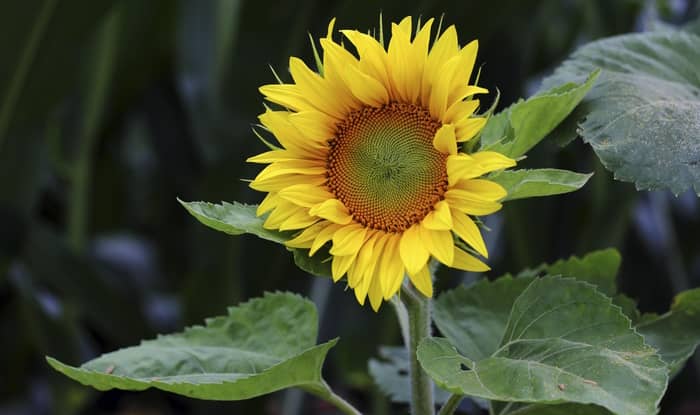 Common Sunflower