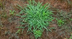 Texas Weeds: 13 Most Common Types & How To Get Rid Of Them