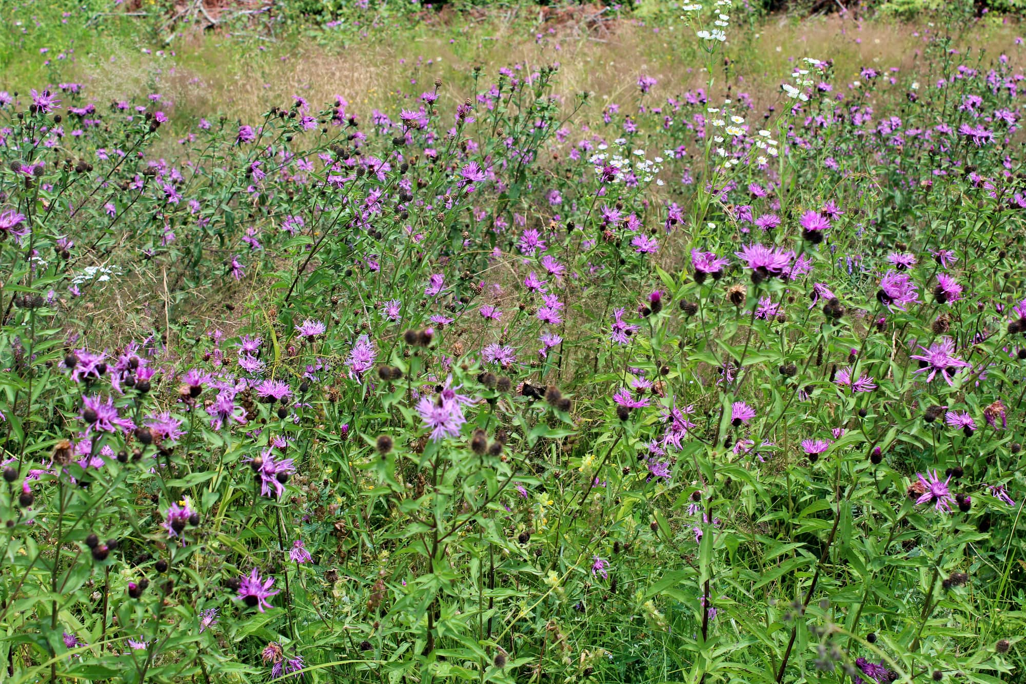 Creeping Thistle