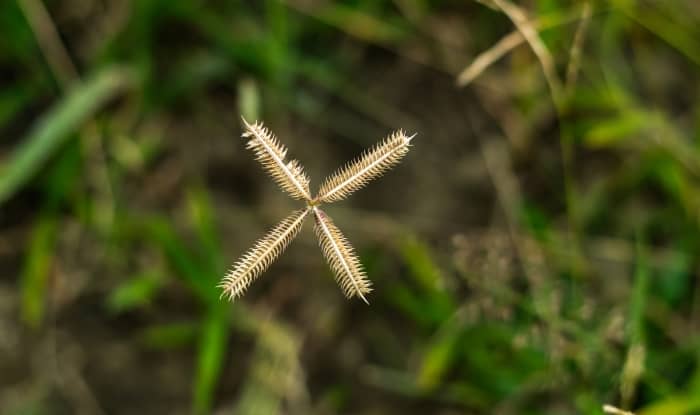 Crowfoot Grass