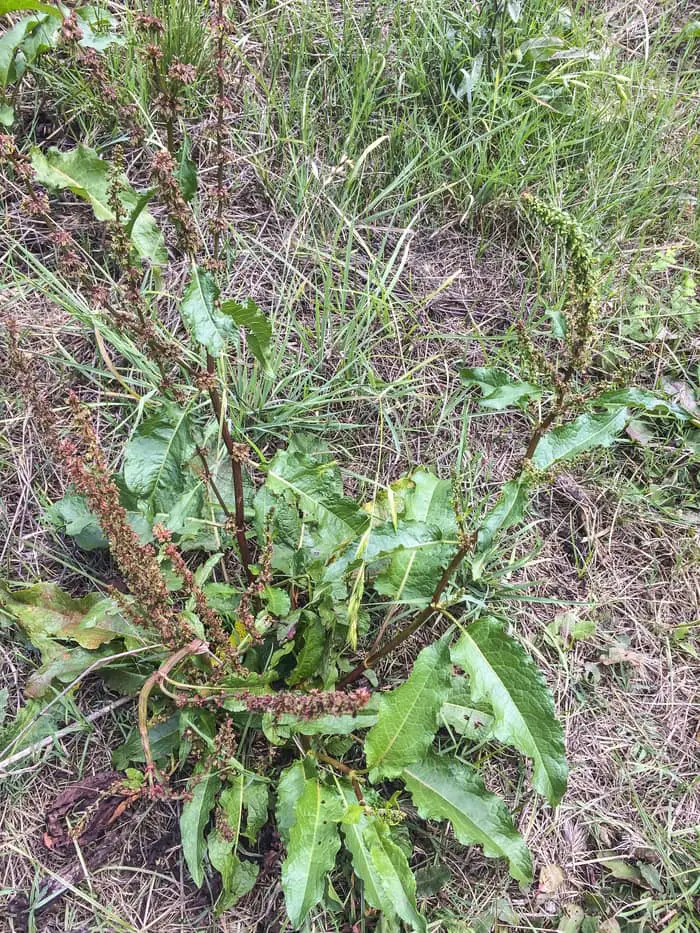 Curly dock flowers and leaves