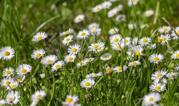 English daisies growing in grass