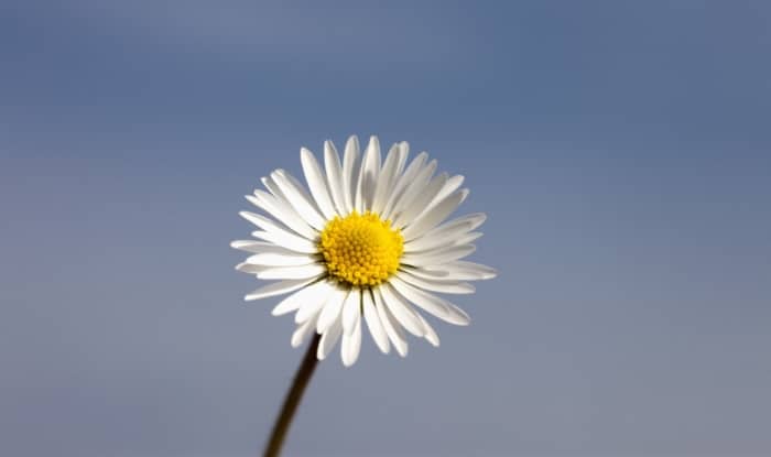 Aster Weed