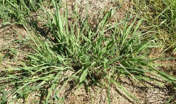 Dallisgrass