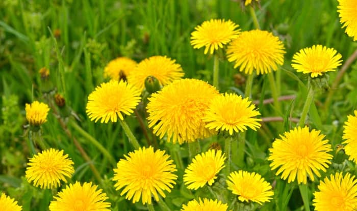 Dandelions