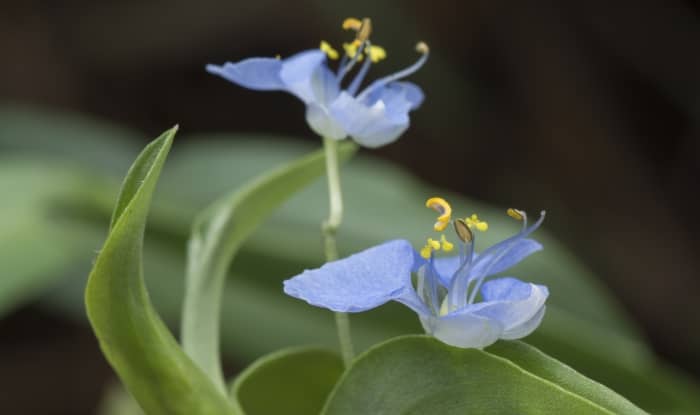 Dayflower