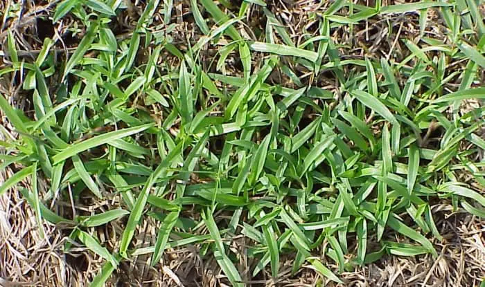 Texas Weeds: 13 Most Common Types & How To Get Rid Of Them - GardeningVibe