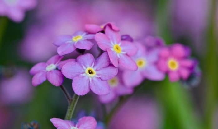 Forget me not purple flowers