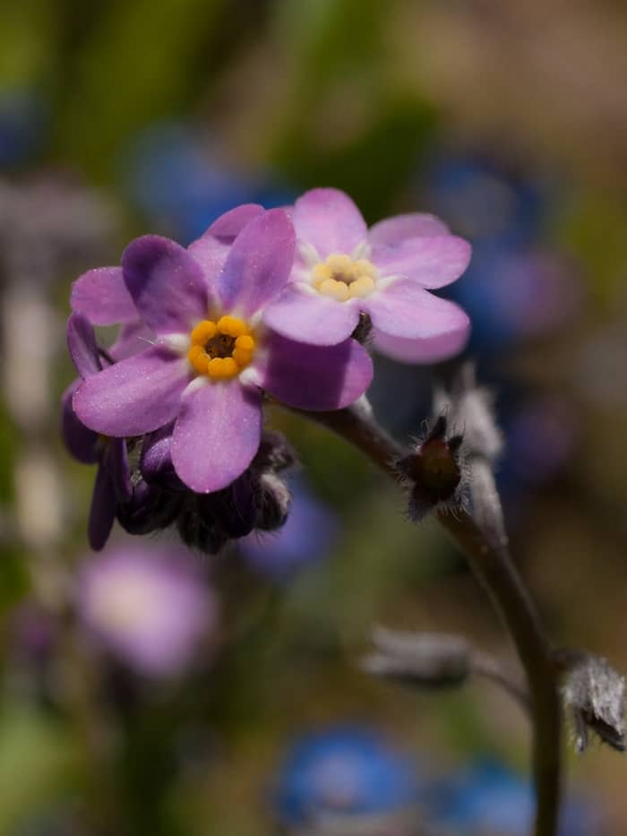 Forget me nots