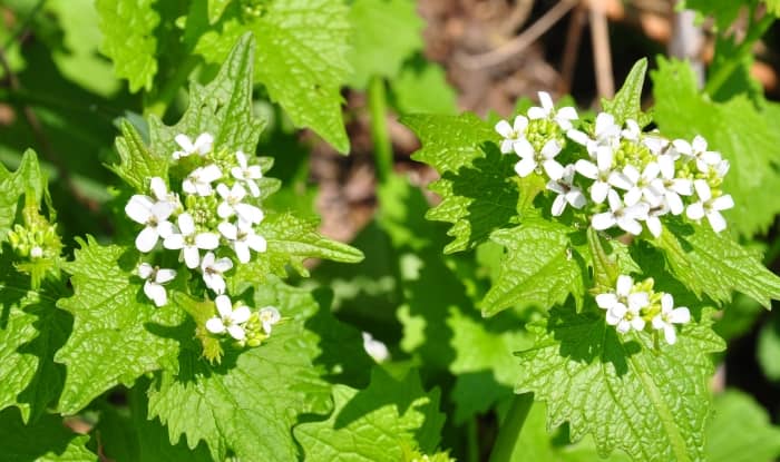 Garlic mustard flowers