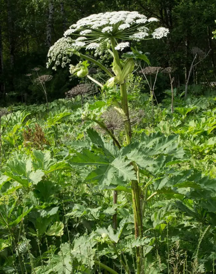 Giant Hogweed