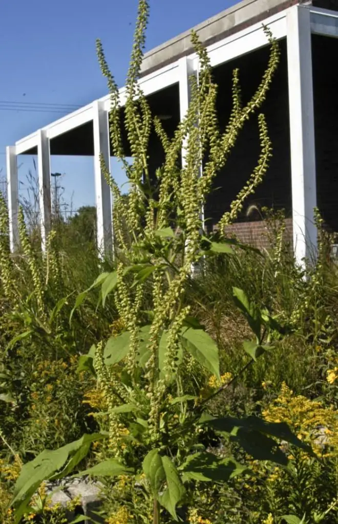 17 Tall Weeds With Thick Stalks [EASY Identification]