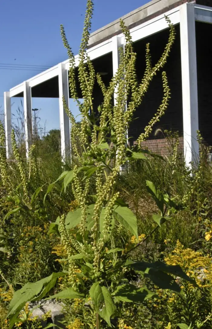 Giant ragweed