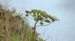 17 Tall Weeds With Thick Stalks