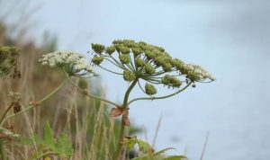 Tall weeds with thick stalks